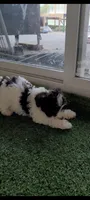 Bert AKC, a male Miniature Schnauzer for sale in Traverse City, MI – 2 of 6