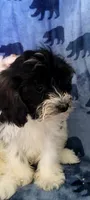 Dolly, a female Miniature Schnauzer and Schnoodle for sale in Traverse City, MI – 3 of 5