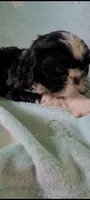 Oreo AKC, a male Shih Tzu for sale in Traverse City, MI – 2 of 4