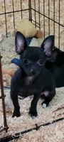 Mickey, a male Chihuahua for sale in Traverse City, MI – 4 of 4