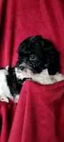 Bobby, a male Cavalier King Charles Spaniel and Poodle - Miniature  for sale in Traverse City, MI – 6 of 7