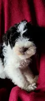 Bert AKC, a male Miniature Schnauzer for sale in Traverse City, MI – 3 of 6