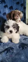 Coco, a female Shihpoo and Shih Tzu for sale in Traverse City, MI – 5 of 5