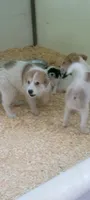 Heeler/Pyrenees , a male Australian Cattle Dog and Great Pyrenees for sale in Traverse City, MI – 4 of 8
