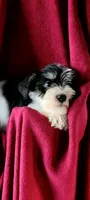 Molly, a female Miniature Schnauzer for sale in Traverse City, MI – 2 of 7