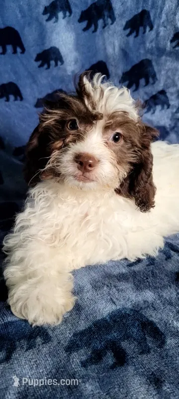 Coco – Shihpoo, Shih Tzu puppy for sale in Traverse City, MI