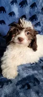 Coco, a female Shihpoo and Shih Tzu for sale in Traverse City, MI – 1 of 5