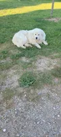 Heeler/Pyrenees , a male Australian Cattle Dog and Great Pyrenees for sale in Traverse City, MI – 8 of 8