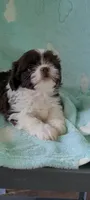 Peanut AKC, a male Shih Tzu for sale in Traverse City, MI – 5 of 5