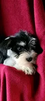 Molly, a female Miniature Schnauzer for sale in Traverse City, MI – 3 of 7