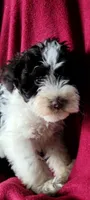 Bert AKC, a male Miniature Schnauzer for sale in Traverse City, MI – 5 of 6