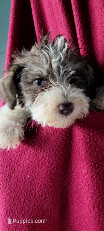 Pookey AKC – Miniature Schnauzer puppy for sale in Traverse City, MI