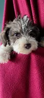 Pookey AKC, a male Miniature Schnauzer for sale in Traverse City, MI – 1 of 6
