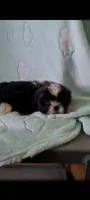 Oreo AKC, a male Shih Tzu for sale in Traverse City, MI – 3 of 4