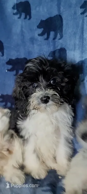 Dolly – Miniature Schnauzer, Schnoodle puppy for sale in Traverse City, MI