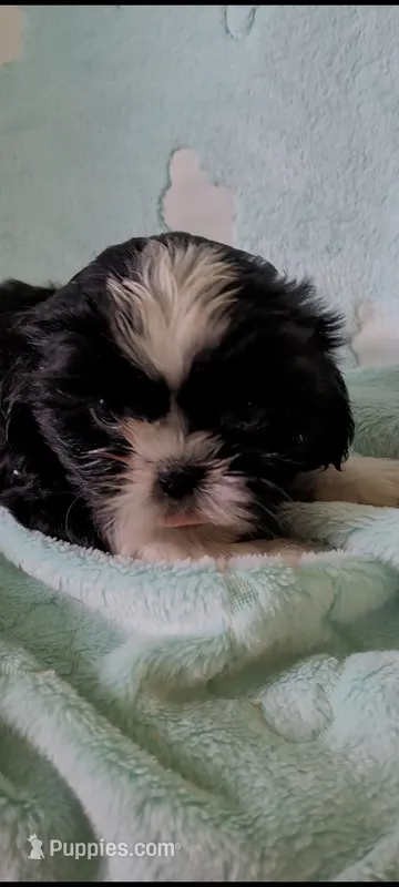Oreo AKC – Shih Tzu puppy for sale in Traverse City, MI