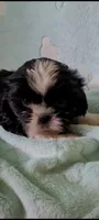 Oreo AKC, a male Shih Tzu for sale in Traverse City, MI – 1 of 4