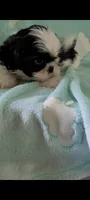 Cookie AKC, a female Shih Tzu for sale in Traverse City, MI – 3 of 4