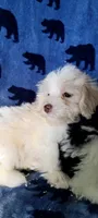 Lily, a female Miniature Schnauzer and Schnoodle for sale in Traverse City, MI – 2 of 5