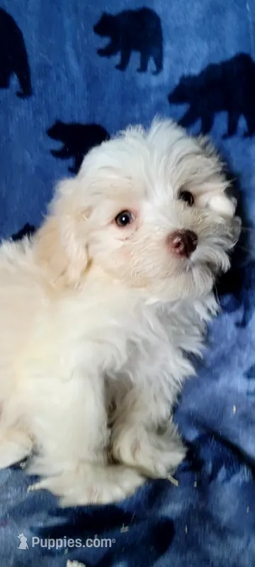 Lily – Miniature Schnauzer, Schnoodle puppy for sale in Traverse City, MI