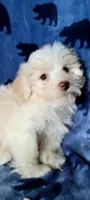 Lily, a female Miniature Schnauzer and Schnoodle for sale in Traverse City, MI – 1 of 5