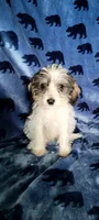 Molly aka Schnoodle girl, a female Miniature Schnauzer and Poodle - Miniature  for sale in Traverse City, MI – 7 of 10