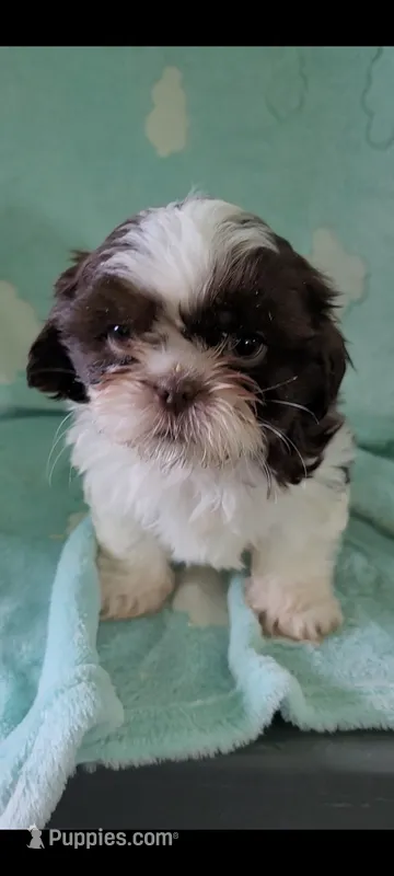 Pecan – Shih Tzu puppy for sale in Traverse City, MI