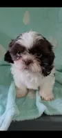 Pecan, a male Shih Tzu for sale in Traverse City, MI – 1 of 4