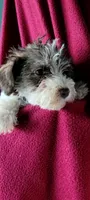 Pookey AKC, a male Miniature Schnauzer for sale in Traverse City, MI – 6 of 6