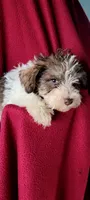 Pookey AKC, a male Miniature Schnauzer for sale in Traverse City, MI – 4 of 6