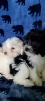 Lily, a female Miniature Schnauzer and Schnoodle for sale in Traverse City, MI – 4 of 5