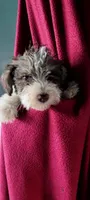 Pookey AKC, a male Miniature Schnauzer for sale in Traverse City, MI – 5 of 6