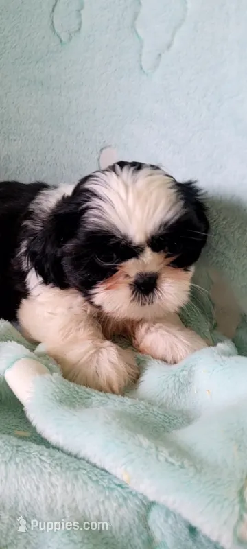 Cookie AKC, a female Shih Tzu for sale in Traverse City, MI – 1 of 4