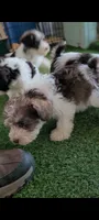 Pookey AKC, a male Miniature Schnauzer for sale in Traverse City, MI – 2 of 6