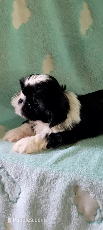 Oreo AKC – Shih Tzu puppy for sale in Traverse City, MI