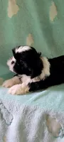 Oreo AKC, a male Shih Tzu for sale in Traverse City, MI – 4 of 4