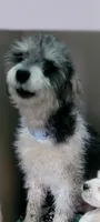 Dolly, a female Miniature Schnauzer and Schnoodle for sale in Traverse City, MI – 5 of 5