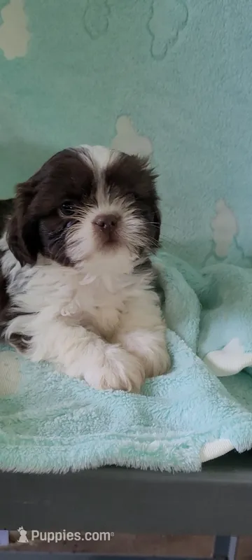 Peanut AKC – Shih Tzu puppy for sale in Traverse City, MI