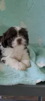 Peanut AKC, a male Shih Tzu for sale in Traverse City, MI – 2 of 5