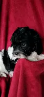 Bobby, a male Cavalier King Charles Spaniel and Poodle - Miniature  for sale in Traverse City, MI – 3 of 7