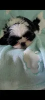 Cookie AKC, a female Shih Tzu for sale in Traverse City, MI – 4 of 4