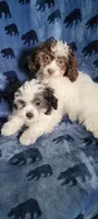 Coco, a female Shihpoo and Shih Tzu for sale in Traverse City, MI – 4 of 5