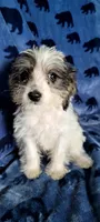 Molly aka Schnoodle girl, a female Miniature Schnauzer and Poodle - Miniature  for sale in Traverse City, MI – 6 of 10