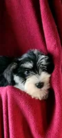 Molly, a female Miniature Schnauzer for sale in Traverse City, MI – 4 of 7
