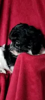 Bobby, a male Cavalier King Charles Spaniel and Poodle - Miniature  for sale in Traverse City, MI – 4 of 7