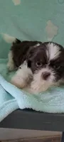 Peanut AKC, a male Shih Tzu for sale in Traverse City, MI – 3 of 5