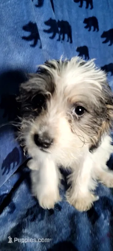 Molly aka Schnoodle girl – Miniature Schnauzer, Schnoodle puppy for sale in Traverse City, MI