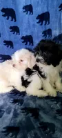 Dolly, a female Miniature Schnauzer and Schnoodle for sale in Traverse City, MI – 4 of 5
