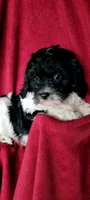 Bobby, a male Cavalier King Charles Spaniel and Poodle - Miniature  for sale in Traverse City, MI – 5 of 7