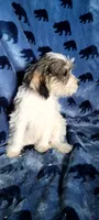 Molly aka Schnoodle girl, a female Miniature Schnauzer and Poodle - Miniature  for sale in Traverse City, MI – 9 of 10